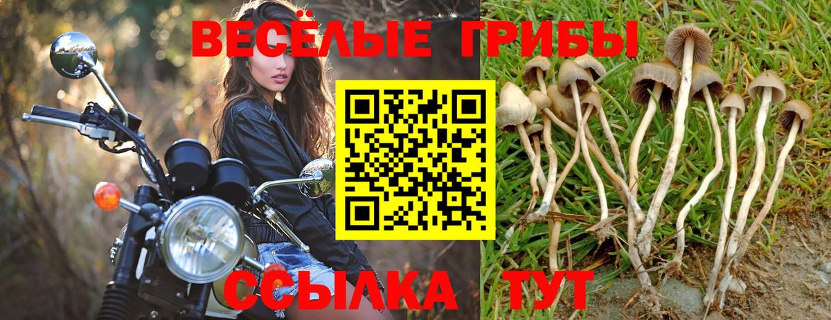 Псилоцибиновые грибы Psilocybe  Галлюциногенные грибы мицелий  Тихорецк  Вход с VPN 